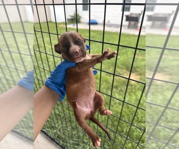 Medium Photo #13 American Pit Bull Terrier Puppy For Sale in WESTLAND, MI, USA