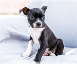 Small #7 Boston Terrier