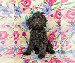 Small Photo #6 Cocker Spaniel-Poodle (Miniature) Mix Puppy For Sale in NOTTINGHAM, PA, USA