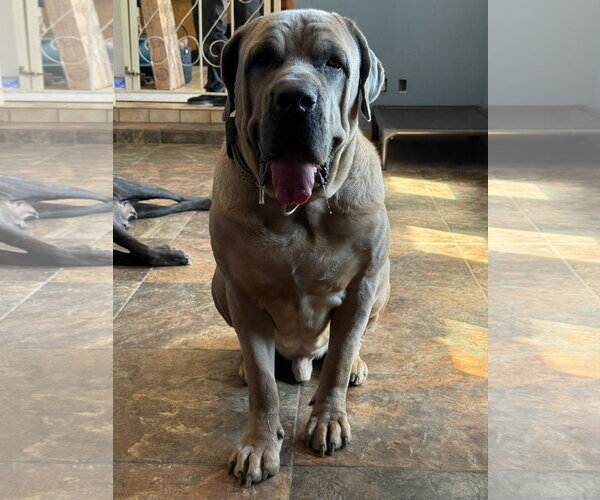 Medium Photo #6 Mutt Puppy For Sale in Goodyear, AZ, USA