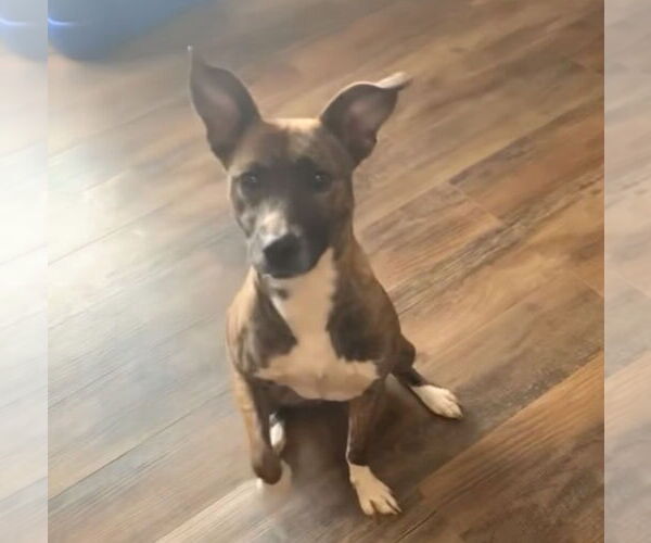 Medium Photo #4 Chihuahua-Unknown Mix Puppy For Sale in Grafton, WI, USA