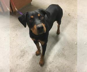 Rottweiler Dogs for adoption in Modesto, CA, USA