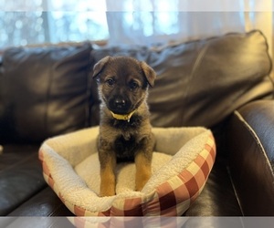 German Shepherd Dog Puppy for sale in BLOOMFIELD, IN, USA