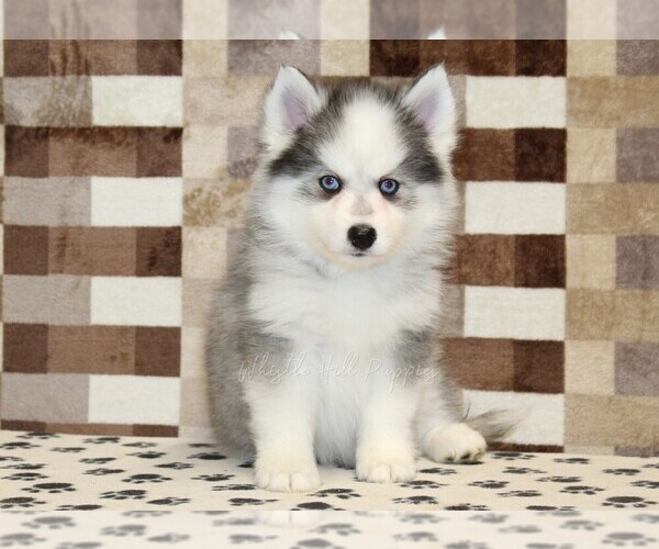 Medium Photo #3 Pomsky Puppy For Sale in DENVER, PA, USA