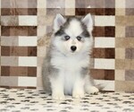 Small #2 Pomsky