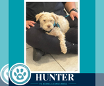 Small #1 Maltese