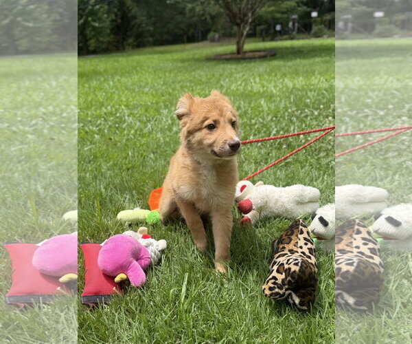 Medium Photo #3 Australian Shepherd Puppy For Sale in Yardley, PA, USA