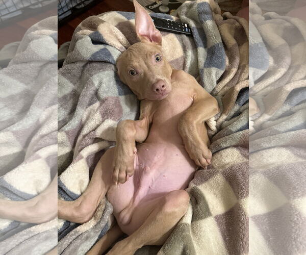 Medium Photo #17 Mutt Puppy For Sale in Philadelphia, PA, USA