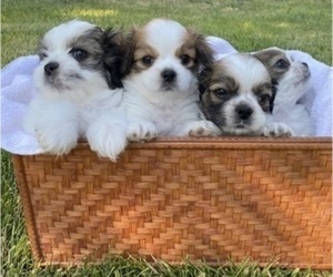 Maltese-Tibetan Spaniel Mix Litter for sale in BOISE, ID, USA