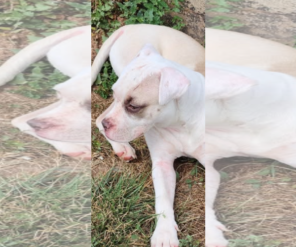 Medium Photo #4 American Bulldog-Unknown Mix Puppy For Sale in Sistersville, WV, USA