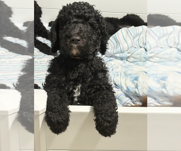 Medium Photo #12 Goldendoodle Puppy For Sale in GIBSONTON, FL, USA