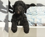 Small #10 Goldendoodle