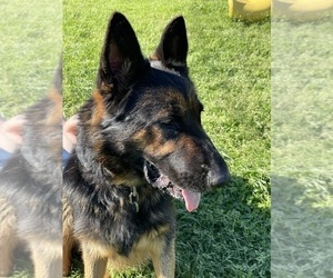 Mother of the German Shepherd Dog puppies born on 07/23/2025