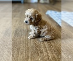 Small #1 Miniature Labradoodle