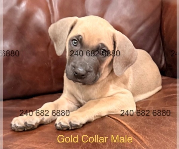 Medium Photo #2 Cane Corso Puppy For Sale in LA PLATA, MD, USA