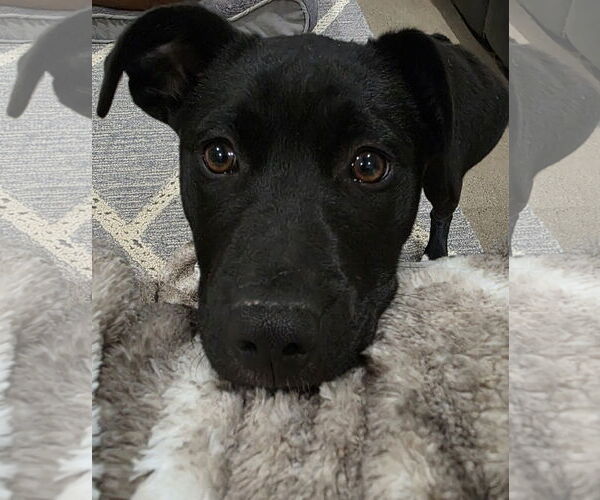 Medium Photo #2 Labrador Retriever-Unknown Mix Puppy For Sale in Germantown, OH, USA