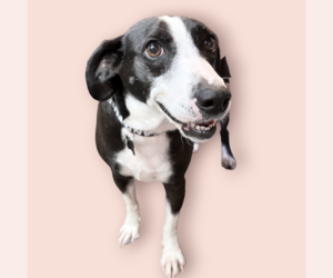 Beagle-Pointer Mix Dogs for adoption in Rockville, MD, USA