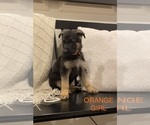Puppy Orange Girl German Shepherd Dog