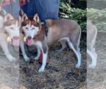 Small #4 Siberian Husky