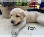 Small #5 Labrador Retriever