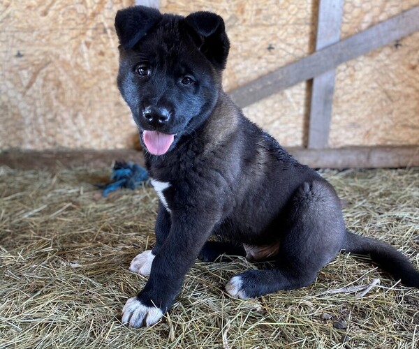 Medium Photo #1 Akita Puppy For Sale in SEVILLE, OH, USA