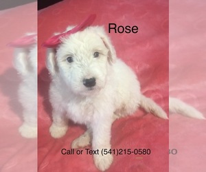 Sheepadoodle Puppy for sale in PORTLAND, OR, USA