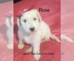 Small Photo #1 Sheepadoodle Puppy For Sale in PORTLAND, OR, USA