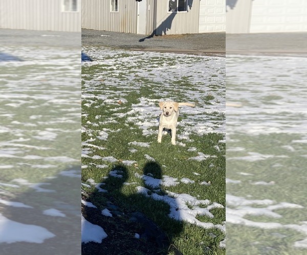 Medium Photo #4 Labrador Retriever Puppy For Sale in THORP, WI, USA