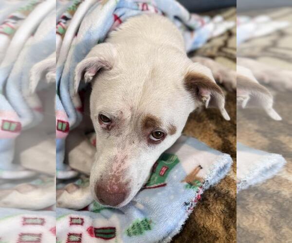 Medium Photo #3 Bull Terrier-Unknown Mix Puppy For Sale in Incline Village, NV, USA