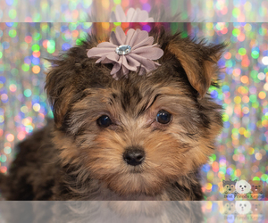 Morkie Puppy for sale in SAFFORD, AZ, USA
