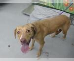 Small Labrador Retriever Mix