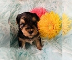 Small Photo #9 Yorkshire Terrier Puppy For Sale in LA SIERRA, CA, USA