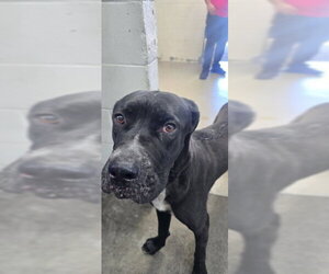Mutt Dogs for adoption in San Bernardino, CA, USA