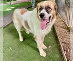 Small #4 Great Pyrenees