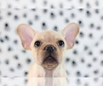 Small Photo #1 French Bulldog Puppy For Sale in RIVERSIDE, CT, USA