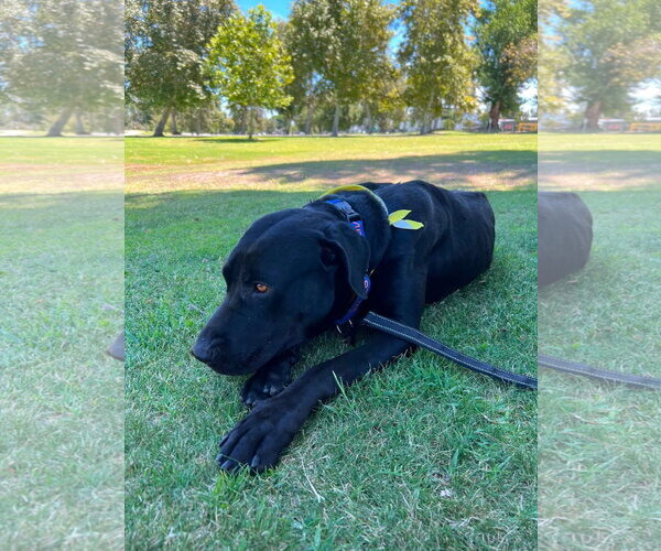 Medium Photo #4 Labrador Retriever-Unknown Mix Puppy For Sale in San Diego, CA, USA