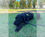 Small #3 Labrador Retriever Mix