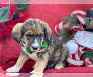 Greater Swiss Mountain Dog-Poodle (Standard) Mix Puppy for sale in LANCASTER, PA, USA