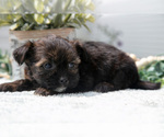 Puppy Liza Shorkie Tzu
