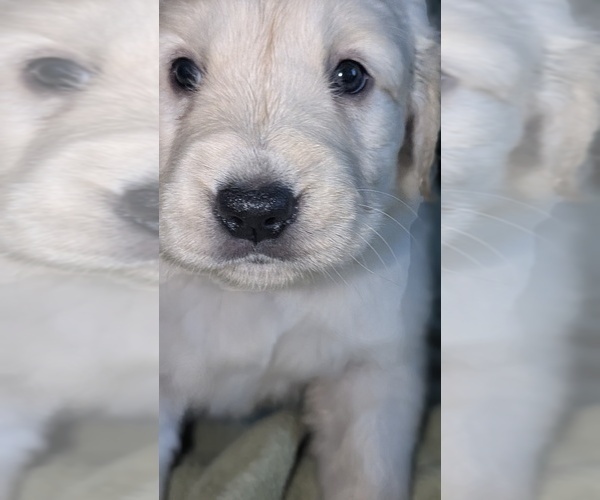 Medium Photo #9 Golden Retriever Puppy For Sale in MODESTO, CA, USA