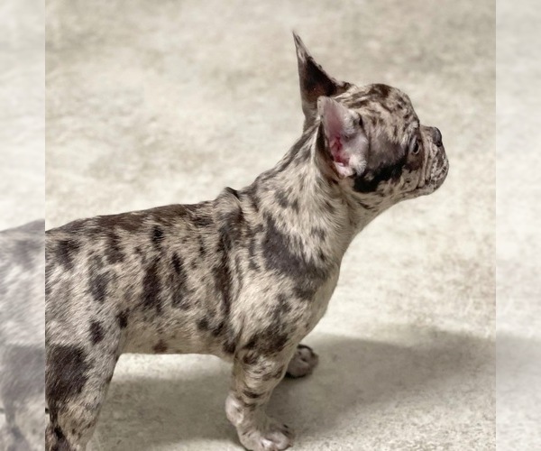 Medium Photo #22 French Bulldog Puppy For Sale in GIG HARBOR, WA, USA