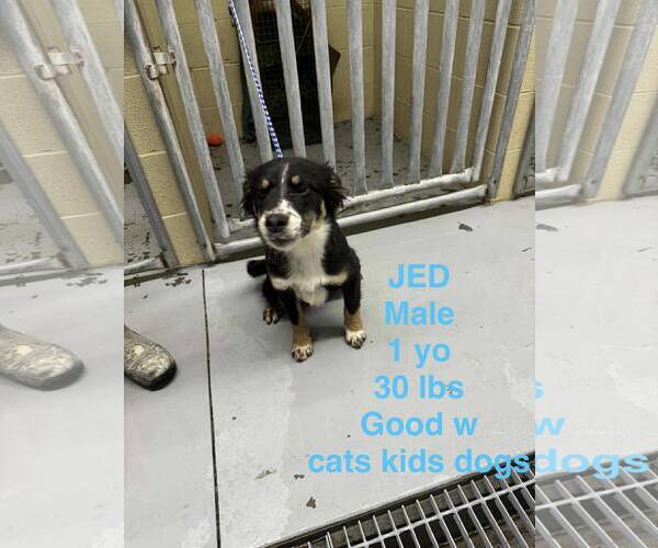 Medium Photo #1 Collie-Unknown Mix Puppy For Sale in Westwood, NJ, USA