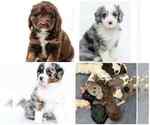 Small Photo #61 Aussiedoodle Miniature  Puppy For Sale in ROCK HILL, SC, USA