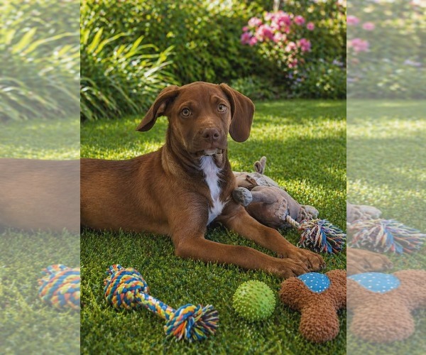Medium Photo #3 Catahoula Leopard Dog-Labrador Retriever Mix Puppy For Sale in Sanford, FL, USA