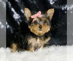 Small #1 Yorkshire Terrier