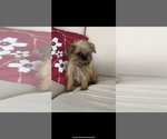 Small #1 Brussels Griffon