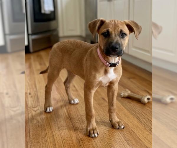 Medium Photo #2 Mutt Puppy For Sale in Genesee, WI, USA