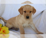 Small Photo #4 Labrador Retriever Puppy For Sale in SHILOH, OH, USA
