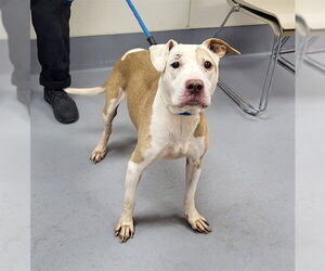 Mutt Dogs for adoption in Louisville, KY, USA