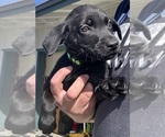 Puppy Green collar Labrador Retriever